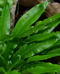 Everlast Evergreen Fern Collection - Set of 3 Evergreen Ferns supplied in 9cm pots