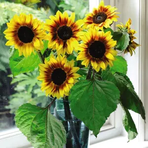 Sunflower Helios Flame F1 1 Packet (20 Seeds)