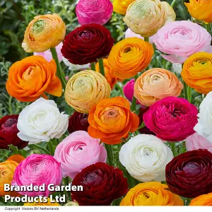 Ranunculus Mixed 50 Bulbs - Summer Flowering