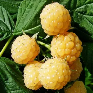 Raspberry All Gold Autumn Fruiting Bush Rubus Berry Shrub Plant 5 x Bare Root