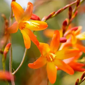 Crocosmia Orange Pekoe in 9cm Pot - Herbaceous Perennial - Ready to Plant