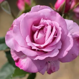 My Lovely Dad Rose Bush Pink Flowering Roses Floribunda Rose 4L Pot