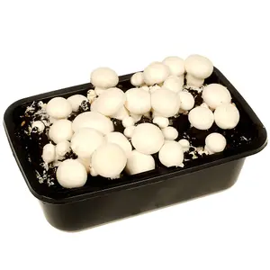 Grow Your Own Mushroom Kit - Grow Your Own Kits Indoor Ideal for Christmas Gifts & Gifts for Gardeners