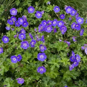 1 x Hardy Geranium 'Rozanne' in a 9cm Pot - Garden Ready Plant of the Centaury Drought Resistant