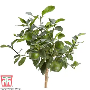 Citrus Fruit Tree - Lime 'Tahiti' - 5 Litre Potted Plant x 1