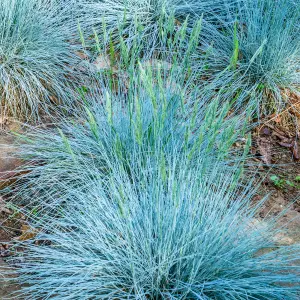 Festuca Intense Blue - Vibrant Foliage, Evergreen, Low Maintenance, Compact (15-30cm Height Including Pot)