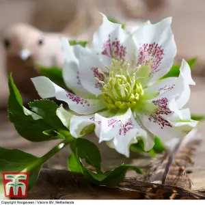 Helleborus orientalis Hello Pearl 14cm Potted  Plant x 1