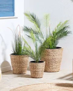 Set of 3 Plant Pots PLAKA Wicker Natural