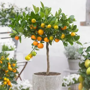 Calamondin Orange Calamansi Fruit Bush Citrus x Microcarpa Fruiting Shrub Plant 19cm Pot