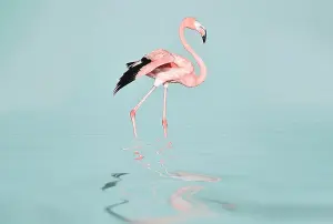 Flamingo Water Digital 400cm x 270cm