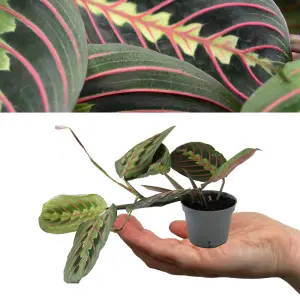 2 x Maranta Red Stripe - 15-20cm High inc Pot - Mini Indoor Plants