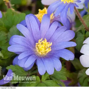 Anemone Blanda Mixed 200 Bulbs