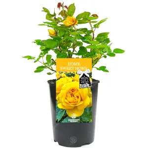 Home Sweet Home Yellow Rose - Outdoor Plant, Ideal for Gardens, Compact Size