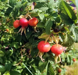 1-2ft White Hedging Rose (Rosa Rugosa 'Alba') Bare Root Hedging Plants Tree Sapling - Pack of 10