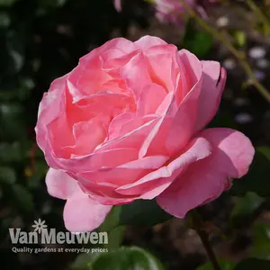 Rose Floribunda Queen Elizabeth - 2 Bare Root Plants