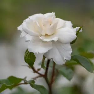 YouGarden Gift Wrapped Rose Climbing Starlight Symphony, 3L Potted Rose, Wrapped in a Hessian Bag, Ready to Plant