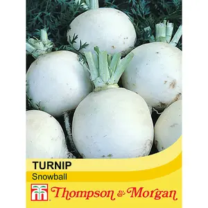 Turnip Snowball 1 Seed Packet (1000 Seeds)