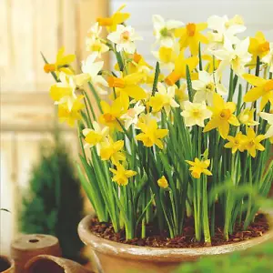 Daffodil (Narcissus) Miniature Mixed 20 Bulbs (Size 8/10)