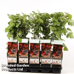 Grow Your Own Fruit  Rubus (Raspberry) phoenicolasius 15cm Pot x 1