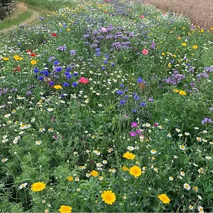 UK Native Wild Flower Seeds Mix 20g (10m²)