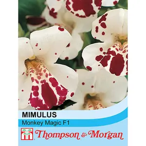 Mimulus Monkey Magic F1 Hybrid 1 Seed Packet (40 Seeds)