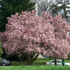 Magnolia Soulangeana Garden Plant - Large Pink and White Flowers, Compact Size, Hardy (15-30cm Height Including Pot)