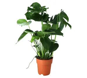 Verve Monstera in Plastic Grow pot 19cm