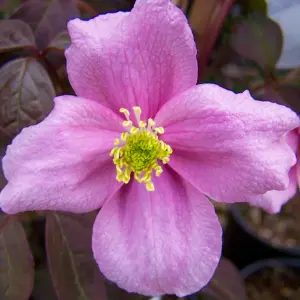 Clematis Mayleen - Vibrant Pink Blooms, Climbing Vine, Morning Sun (20-30cm Height Including Pot)