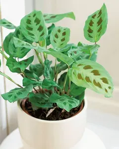 Maranta Leuconeura - Variegated Prayer Plant - 20-30cm In Height In a 12cm Pot