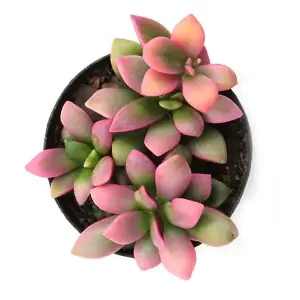 House Plant - Sunrise Succulent - 8 cm Pot size - Below 10 cm Tall - Anacampseros 'Sunrise' - Indoor Plant