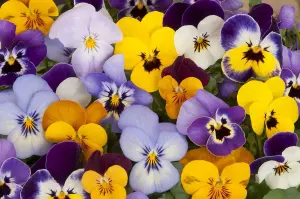 Pansy 'Matrix' Mix 20 Pack - Large Plants in A Mix of Colours - Great Value