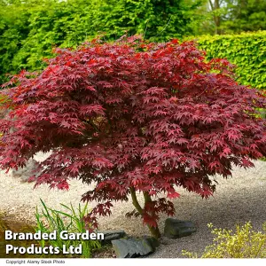 Acer Palmatum 'Bloodgood' - 3 Litre Potted Plant x 1 - Hardy Perennial