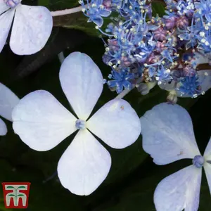 Hydrangea serrata Bluebird 3.6 Litre Potted Plant x 1