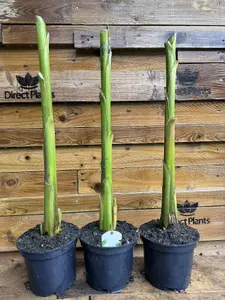 Large Musa Basjoo Fully Hardy Banana Fruit Tree 60-80cm Tall in a 3 Litre Pot