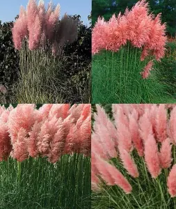 Cortaderia Rosea Pink Pampas Grass Extra Large Plant 3-4ft Supplied in a 7.5 Litre Pot