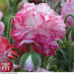 Poppy - Papaver Rhoeas Supreme - 1 Seed Packet (300 Seeds)