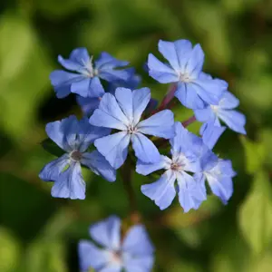 Forest Blue Chinese Plumbago Shrub Plant Ceratostigma Willmottianum 2L Pot