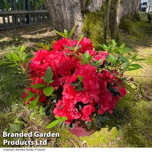 Hardy Rhododendron Encore Autumn Fire -  3 Litre Potted Plant x 1 - Repeat Flowering Variety