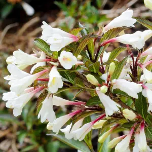 Weigela Black and White Garden Plant - Dark Green Foliage, White Tubular Flowers, Compact Size (20-30cm Height Including Pot)