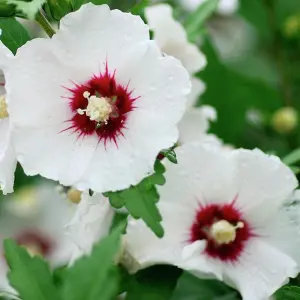 Hibiscus Red Heart Garden Plant - Striking White Blooms with Red Center (15-30cm Height Including Pot)