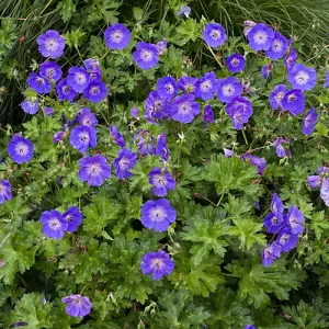 Hardy Geranium 'Rozanne' in 9cm Pots - Plant of the Centaury - Drought Resistant (Pack of 3)