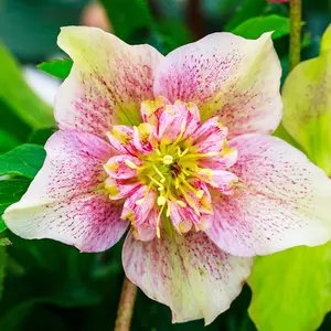 Helleborus Double Ellen Picotee 1x 9cm Pot