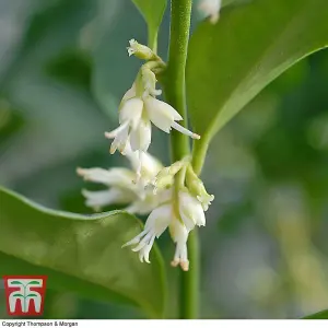 Sarcococca Confusa 3 Litre Potted Plant x 1