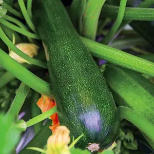 Courgette Sure Thing 1 Seed Packet (6 Seeds)