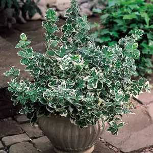 Euonymus Emerald Gaiety Garden Shrub - Variegated Foliage, Compact Size, Hardy (15-30cm Height Including Pot)