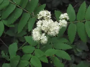 3-4ft Rowan (Sorbus Acuparia) Mountain Ash Native Hedge Plants Bare Root Saplings - Pack of 10