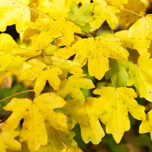 Field Maple Hedge Acer campestre Single Bare Root Hedge 60/90cm