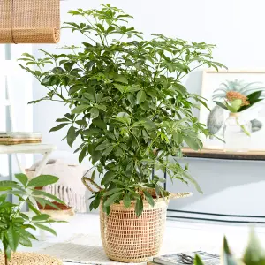 Schefflera Nora - Indoor House Plant for Home Office, Kitchen, Living Room - Potted Houseplant (40-50cm Height Including Pot)