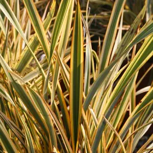 Phormium Golden Ray Garden Plant - Vibrant Golden Yellow Foliage, Compact Size, Hardy (25-35cm Height Including Pot)