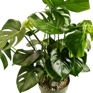 House Plant - Swiss Cheese Plant - 14 cm Pot size - 50-70 cm Tall - Monstera Deliciosa - Indoor Plant